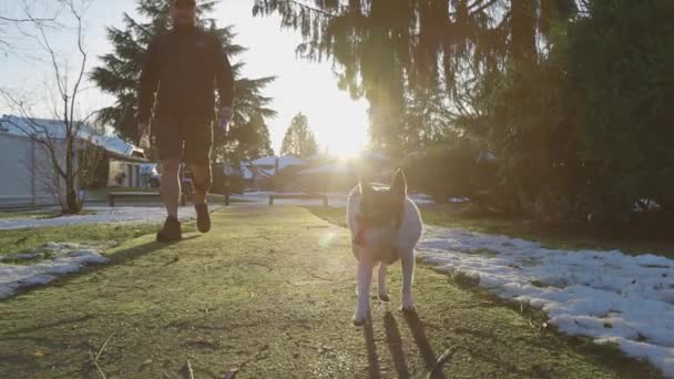 Schattig hondje Lopend aan een riem met zijn baasje — Stockvideo