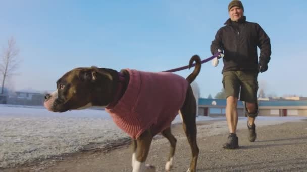 개 주인과 끈을 매고 걸어가는 귀여운 암컷 복서 강아지 — 비디오