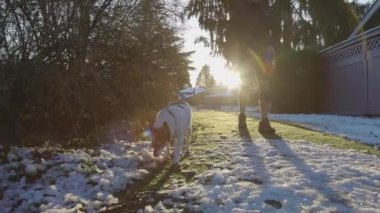 Şirin küçük köpek sahibinin tasmasıyla yürüyor.