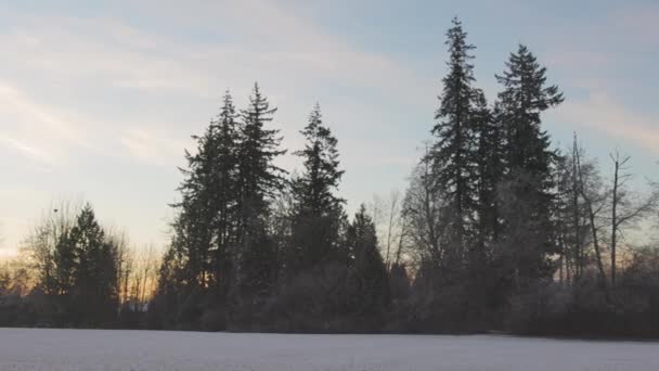 Piękny widok na drzewa w parku podczas mglistego zimowego wschodu słońca — Wideo stockowe