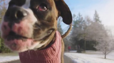 Şirin Dişi Boksör Yavru Köpek sahibinin tasmasıyla yürüyor.