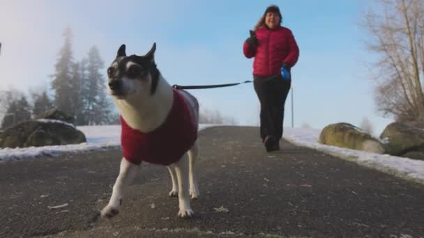 Schattig hondje wandelen aan een riem met haar eigenaar — Stockvideo