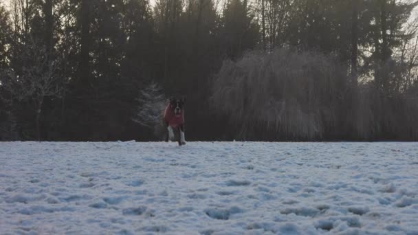 Söt kvinnlig Boxer valp hund kör och spela på fältet med en boll. — Stockvideo