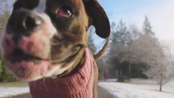 可爱的女拳击犬与主人牵着狗散步 — 图库视频影像