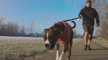 Şirin Dişi Boksör Yavru Köpek sahibinin tasmasıyla yürüyor.