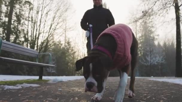 개 주인과 끈을 매고 걸어가는 귀여운 암컷 복서 강아지 — 비디오