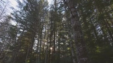 British Columbia, Kanada 'da Yağmur Ormanı