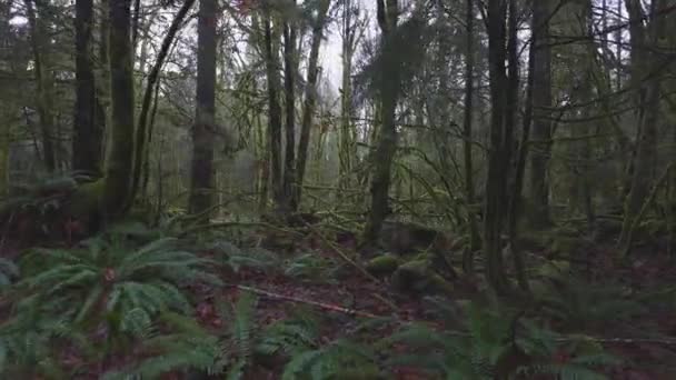 Selva tropical en Columbia Británica, Canadá — Vídeos de Stock