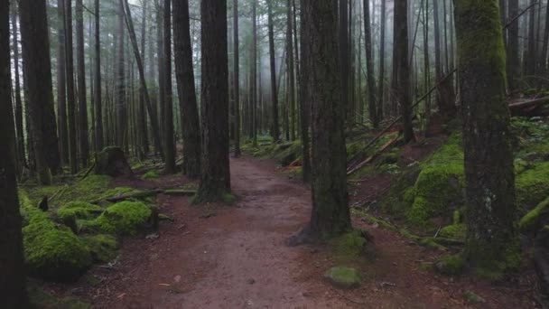 Selva tropical en Columbia Británica, Canadá — Vídeos de Stock