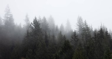 Yağmurlu bir kış gününde Beyaz Sis ile kaplı Yağmur Ormanları Ağaçları.