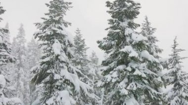 Kar fırtınası sırasında dağların tepesindeki Karlı Orman.