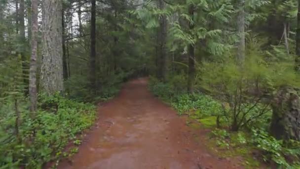 加拿大不列颠哥伦比亚省的雨林 — 图库视频影像