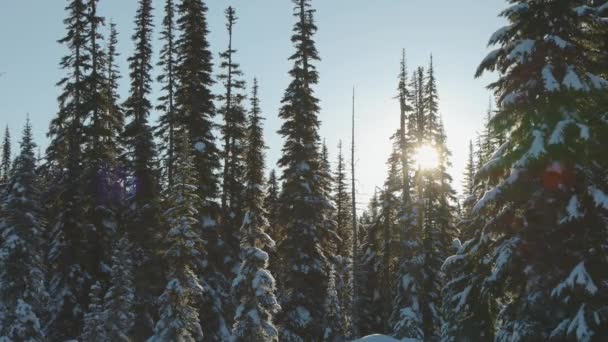 Mooie sneeuw bedekt landschap in de Canadese Mountain Nature tijdens de winter zonnige ochtend — Stockvideo