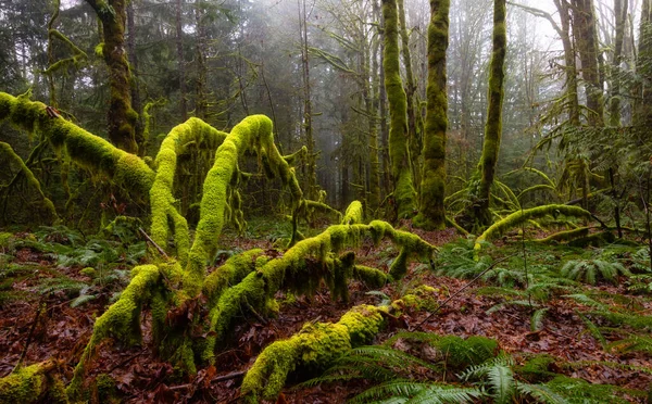 Mystical View of the Rain Forest egy ködös és esős téli szezonban. — Stock Fotó