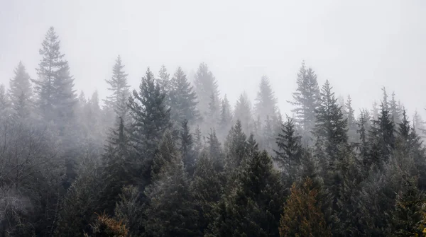 Floresta tropical Árvores cobertas de névoa branca durante um dia chuvoso de inverno. — Fotografia de Stock