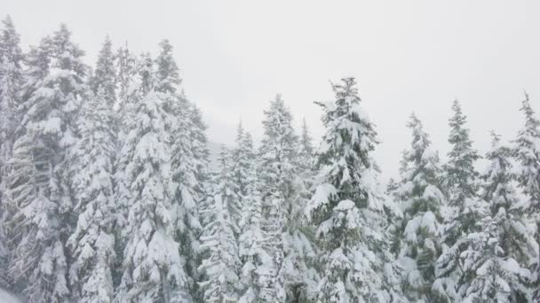 Floresta nevada no topo das montanhas no inverno durante a nevasca de neve. — Vídeo de Stock