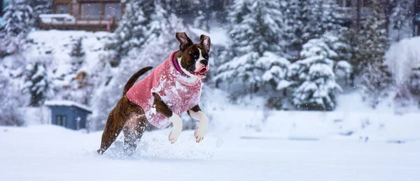 Cane che gioca nella neve — Foto Stock