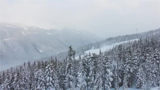 Snowy Forest na szczycie gór w zimie podczas opadów śniegu. — Wideo stockowe