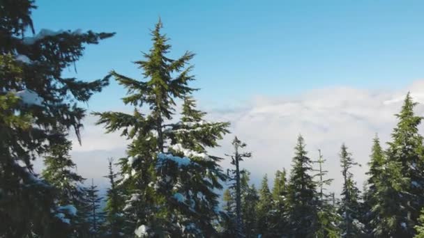 Snowy Las na szczycie gór zimą w słoneczny poranek. — Wideo stockowe