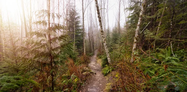 Canadian Forest View — Foto de Stock