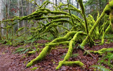 Yağmurlu ve sisli bir kış mevsiminde Yağmur Ormanı 'nın Gizemli Manzarası.