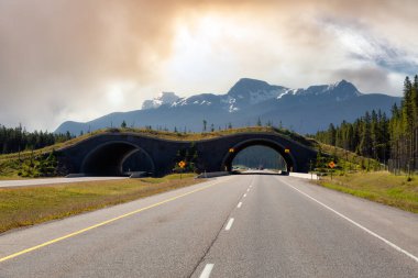 Animal crossing bridge across Trans-Canada Highway clipart