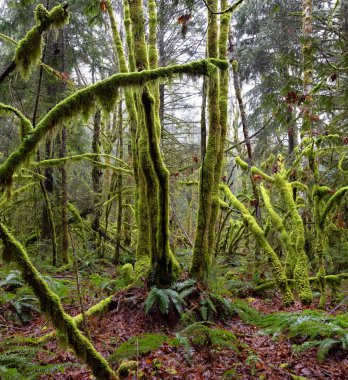 Yağmurlu ve sisli bir kış mevsiminde Yağmur Ormanı 'nın Gizemli Manzarası.