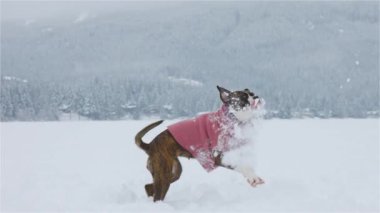 Karda oynayan köpek.