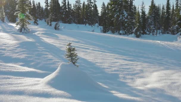 Piękny krajobraz pokryty śniegiem w Canadian Mountain Nature zimą słoneczny poranek — Wideo stockowe