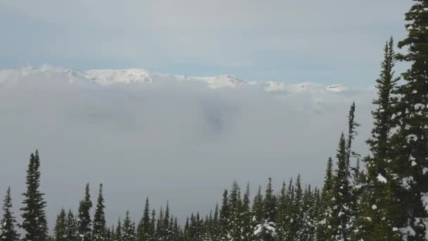Bosque nevado en la cima de las montañas en invierno durante la mañana soleada. — Vídeo de stock