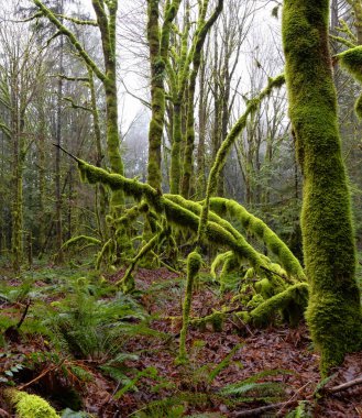 Yağmurlu ve sisli bir kış mevsiminde Yağmur Ormanı 'nın Gizemli Manzarası.