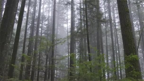 Vista Floresta Canadense — Vídeo de Stock