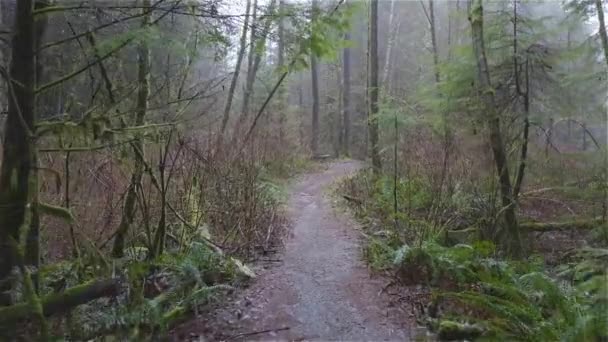 강우림 속의 아름다운 길 — 비디오