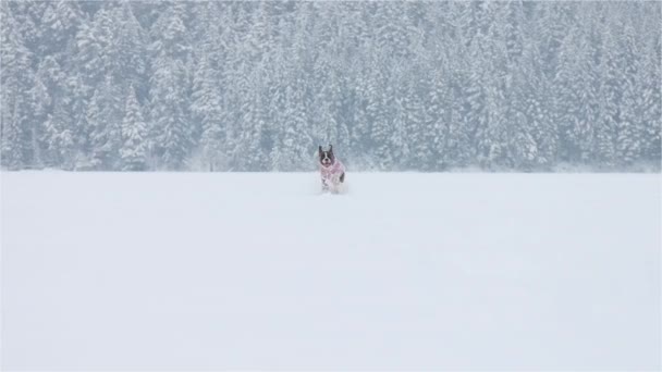 Perro jugando en la nieve — Vídeo de stock