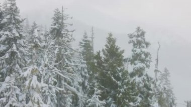 Kar fırtınası sırasında dağların tepesindeki Karlı Orman.