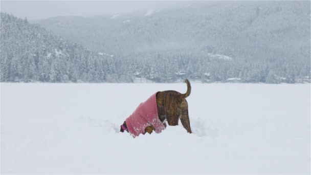 Honden spelen in de sneeuw — Stockvideo