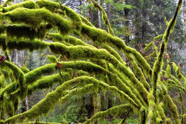 Yağmurlu ve sisli bir kış mevsiminde Yağmur Ormanı 'nın Gizemli Manzarası.