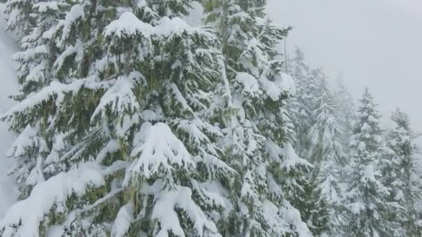 Snöig skog på toppen av bergen på vintern under snöstorm. — Stockvideo