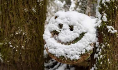 Gülen Yüz Karla çizilmiş Ağaçta