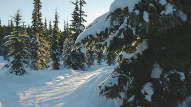 Прекрасний ландшафт вкритий снігом у канадській горі — стокове відео