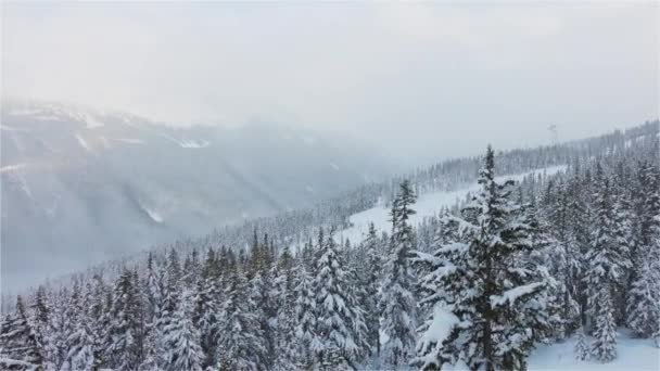 Kar yağarken dağların tepesindeki Karlı Orman. — Stok video