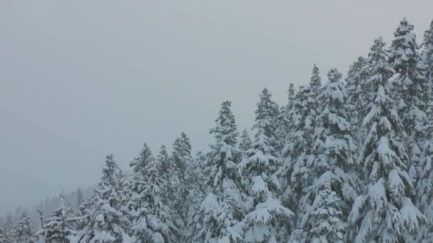Snowy Forest na szczycie gór w zimie podczas opadów śniegu. — Wideo stockowe