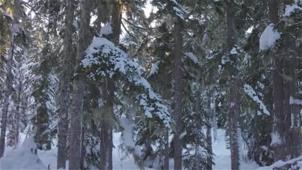 Piękny krajobraz pokryty śniegiem w Canadian Mountain Nature — Wideo stockowe