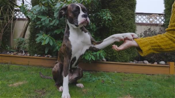 裏庭で遊んでかわいいと愛らしいボクサー犬 — ストック動画