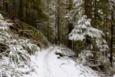 Ormanda Güzel Yürüyüş Patikası