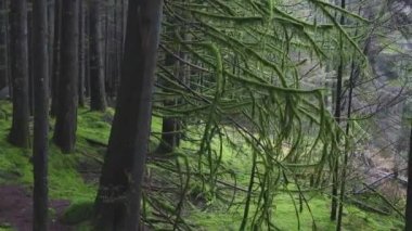 Kanada Orman Görünümü