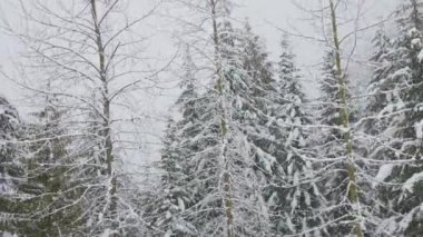 Kar fırtınası sırasında dağların tepesindeki Karlı Orman.