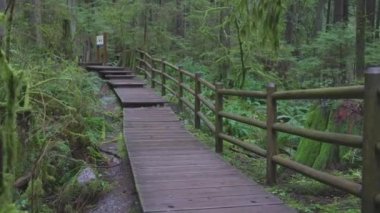 Yağmur ormanlarında güzel bir yol