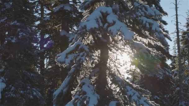 Hermoso paisaje cubierto de nieve en la naturaleza de montaña canadiense — Vídeos de Stock