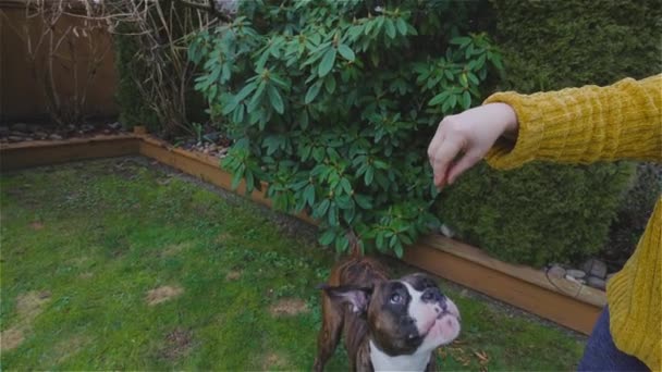 Lindo y adorable perro boxeador jugando en el patio trasero — Vídeo de stock
